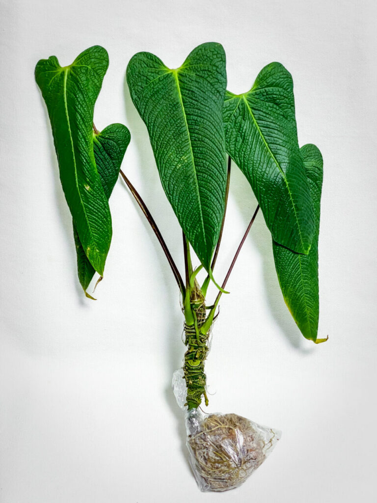 オキボタMarch購入品：アンスリウム・ベルナリー