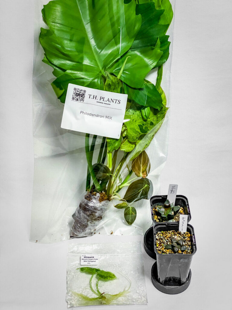 オキボタMarch購入品