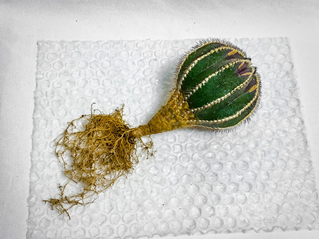 ユーベルマニア・ペクチニフェラ