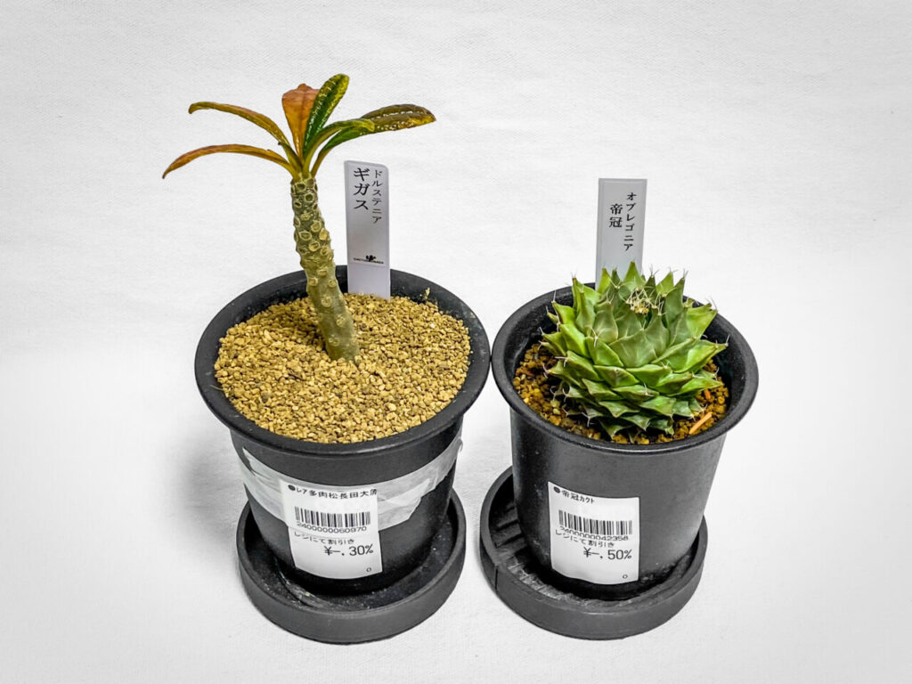 あしかがフラワーパーク購入品