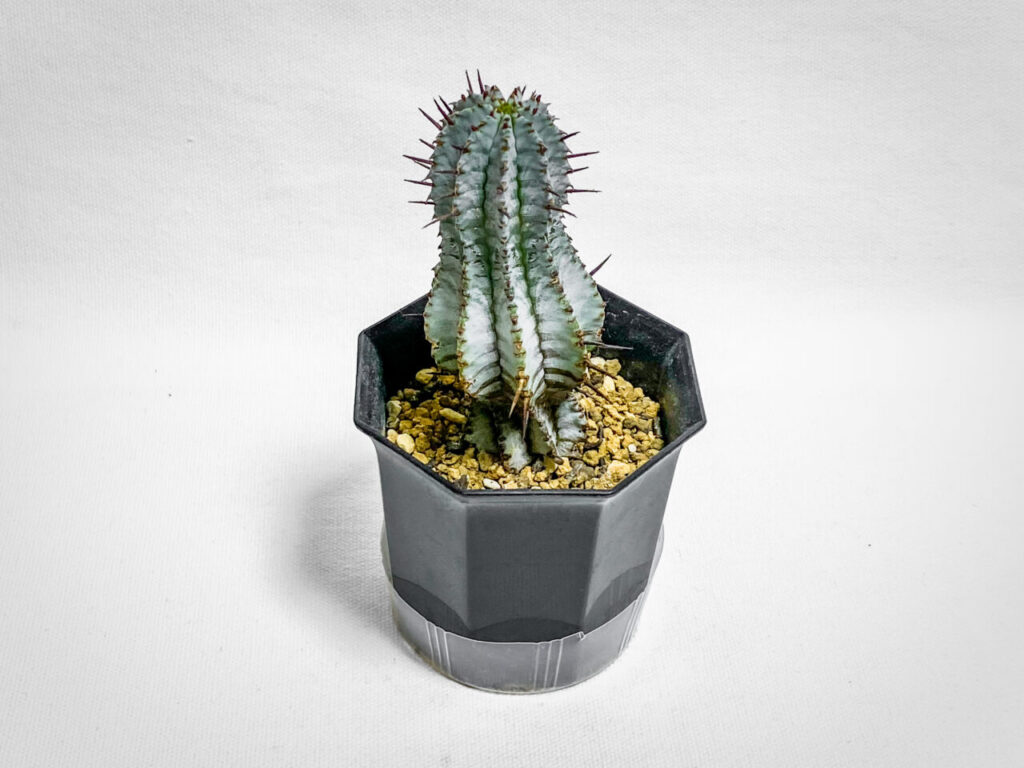 ユーフォルビア・ゼブラホリダ