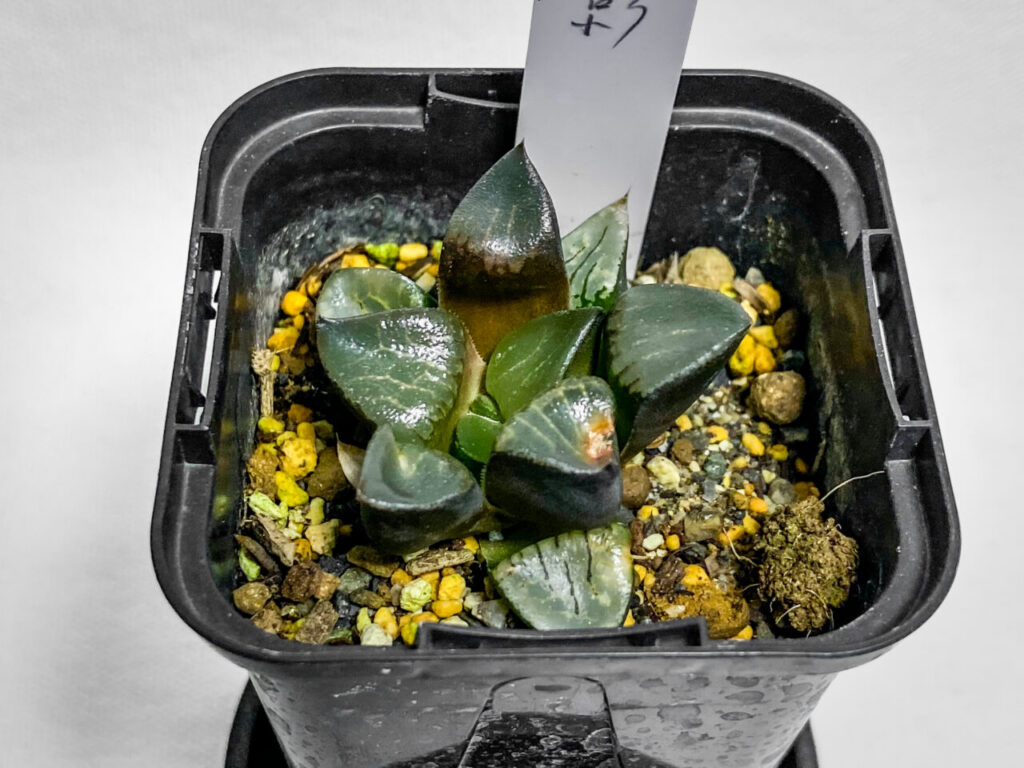 オキボタMarch購入品：ハオルチア・花影