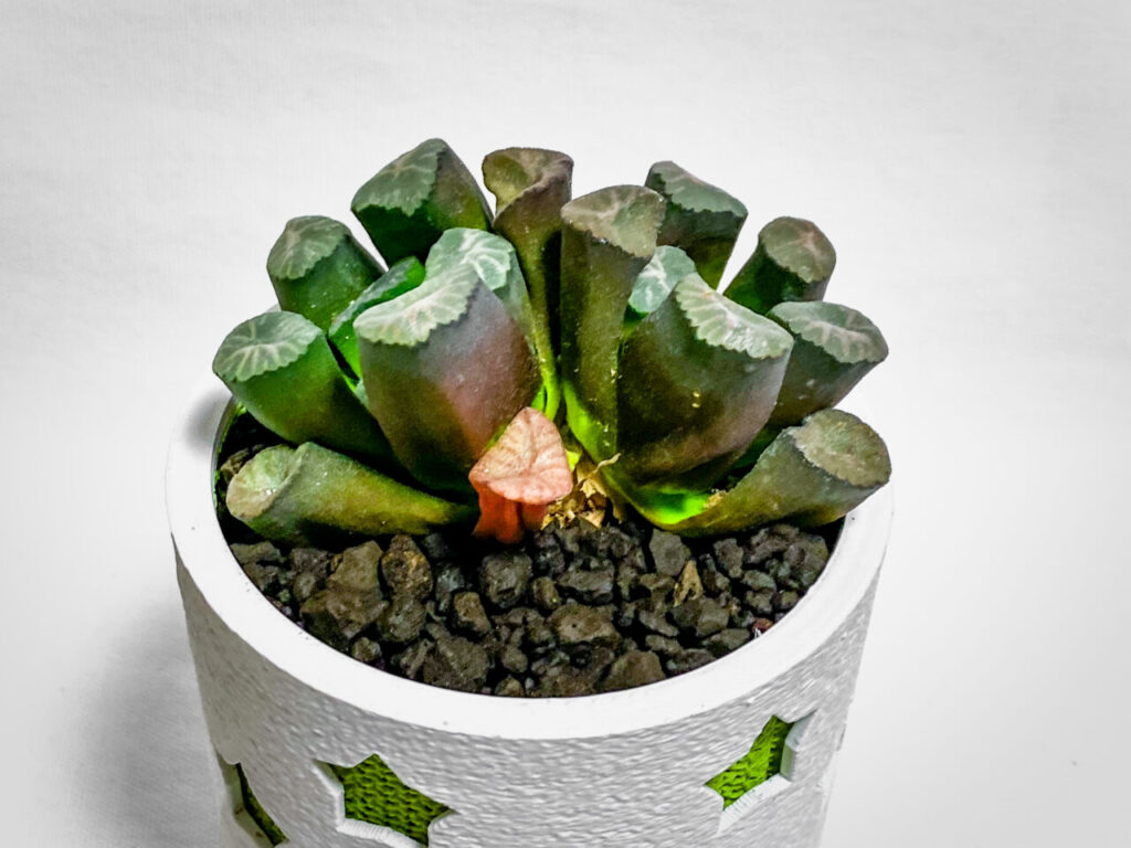 ハオルチア・万象