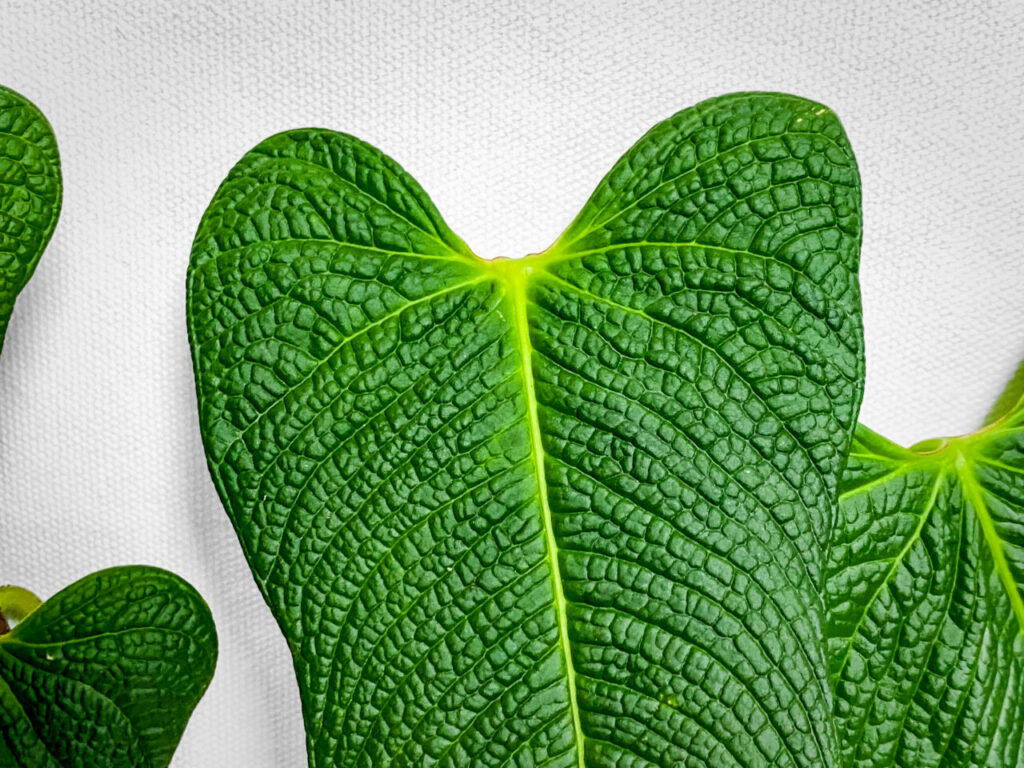 オキボタMarch購入品：アンスリウム・ベルナリー