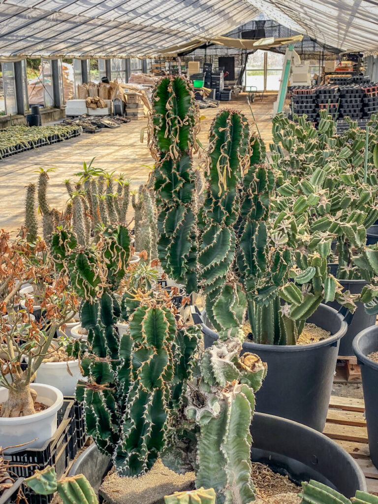 サボテン団地24時間耐久一般公開Special