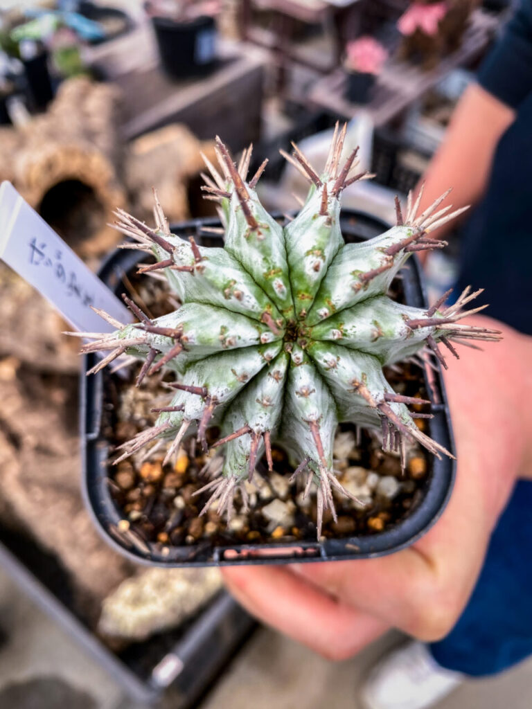 農花ビニールハウス:ユーフォルビア・ホリダ