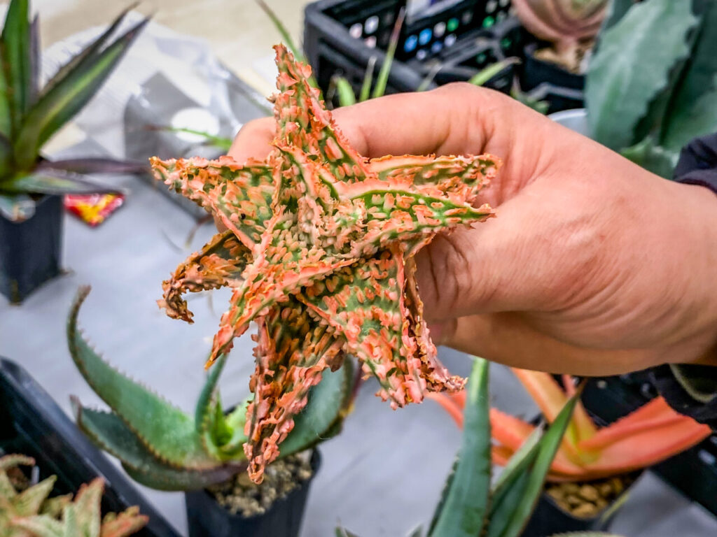 オキボタMarch：アロエハイブリッド