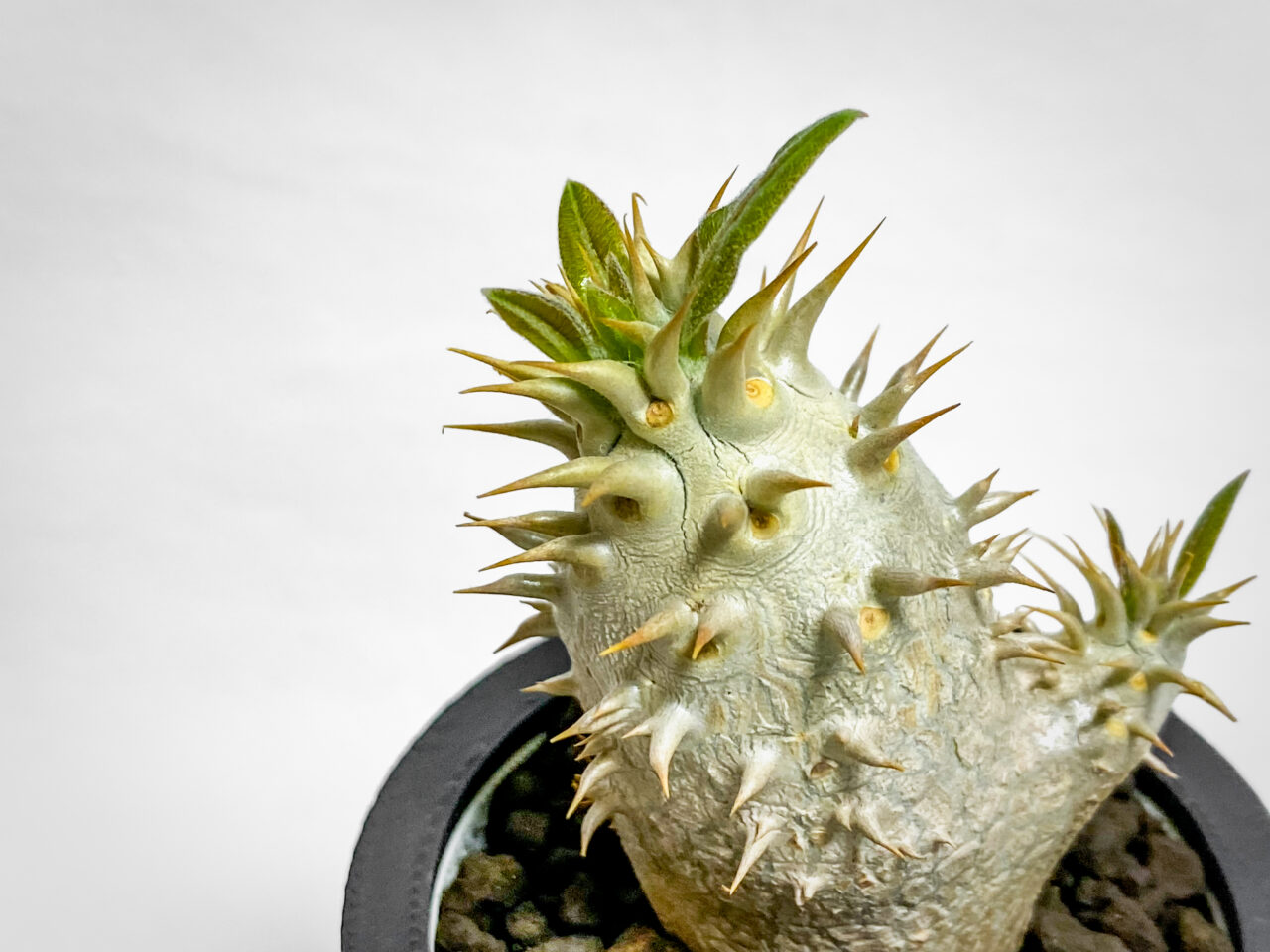 パキポディウム・エニグマチカム