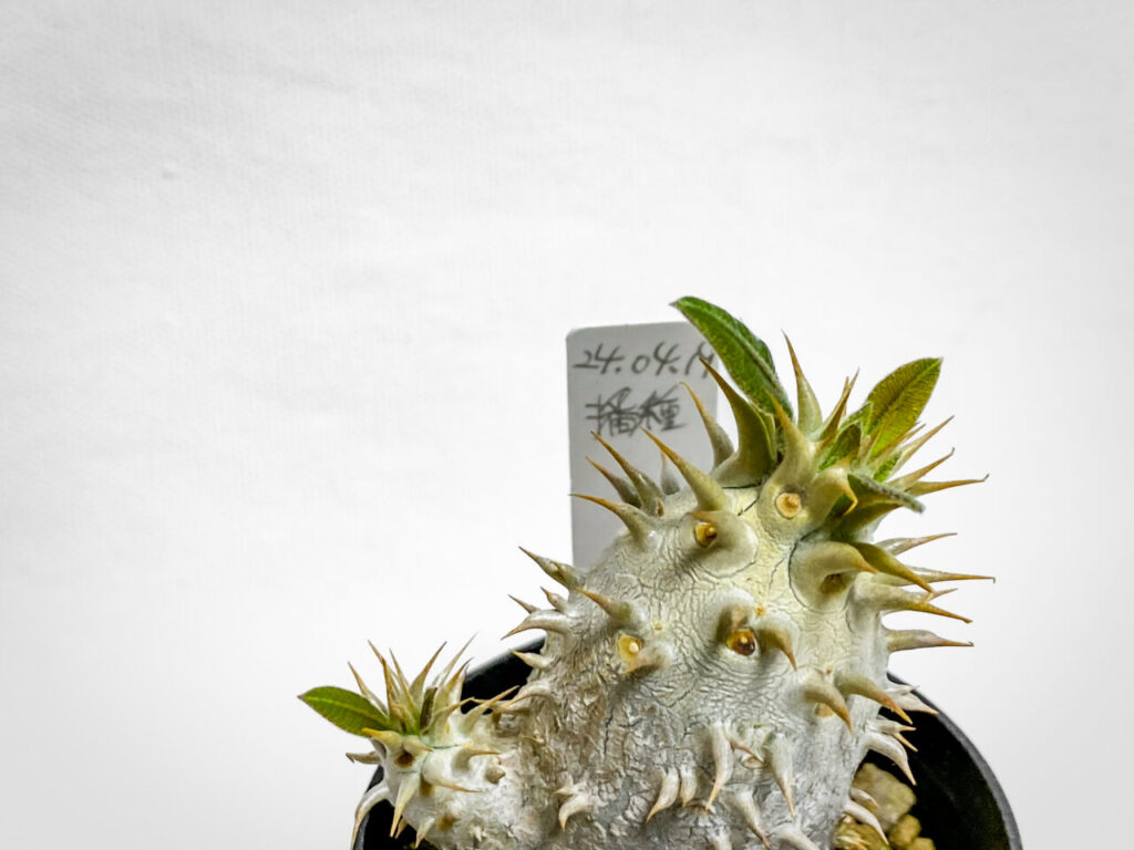 パキポディウム・エニグマチカム