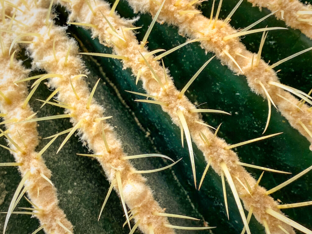 サボテン団地24時間耐久一般公開Special