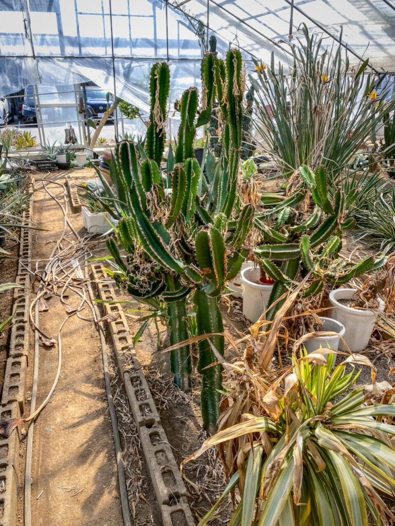 サボテン団地24時間耐久一般公開Special