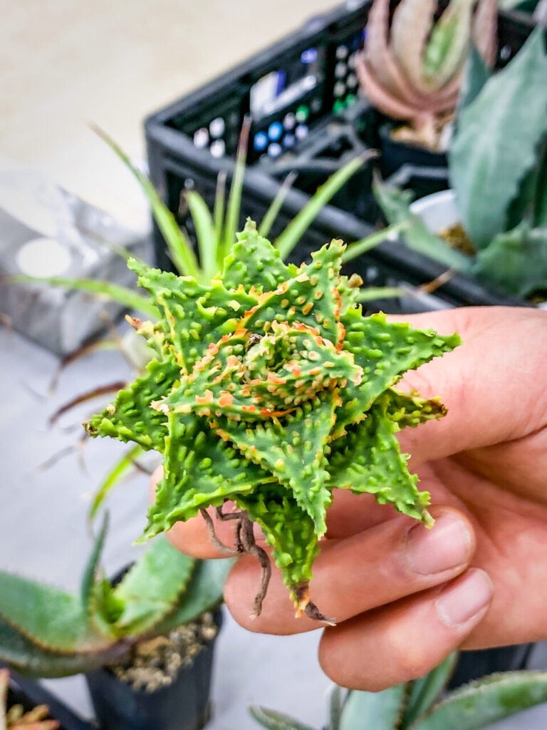 オキボタMarch：アロエハイブリッド