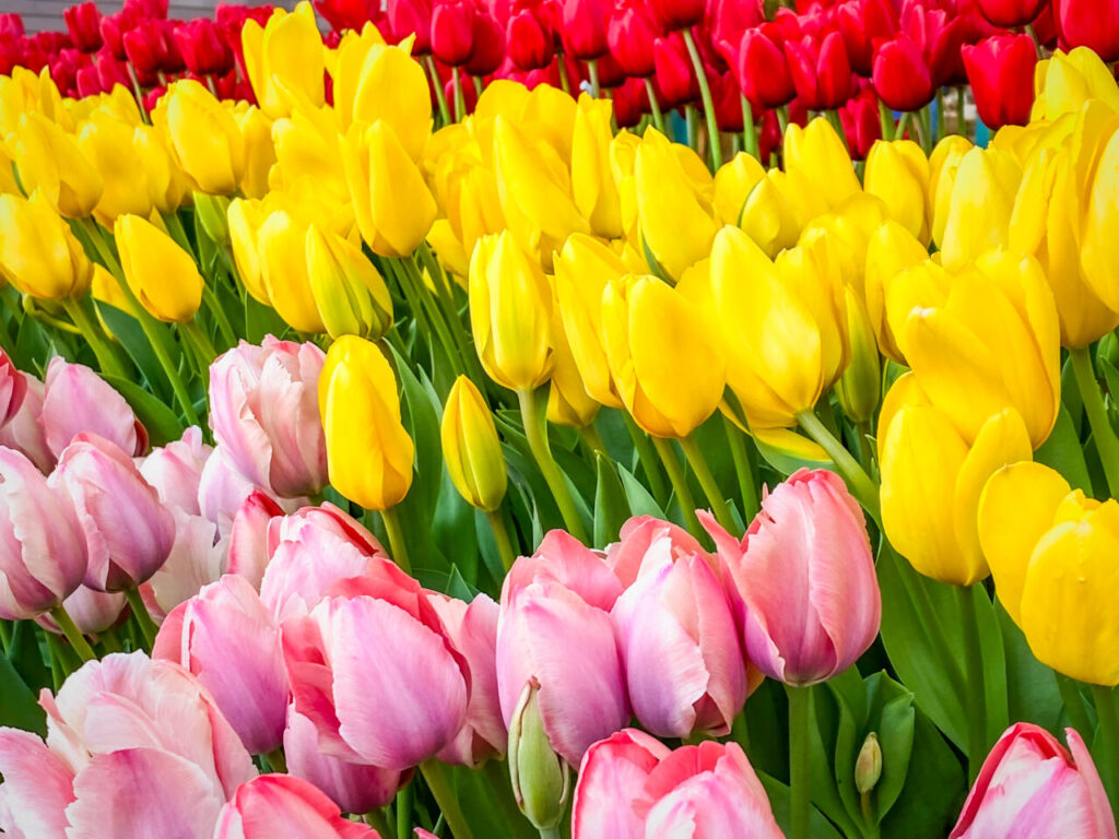 あしかがフラワーパーク