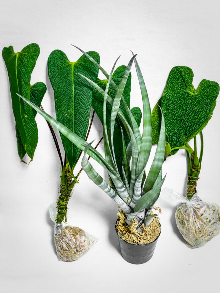 オキボタMarch購入品