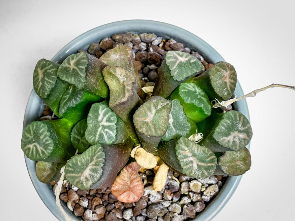 ハオルチア・万象