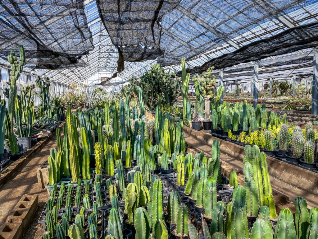 サボテン団地24時間耐久一般公開Special