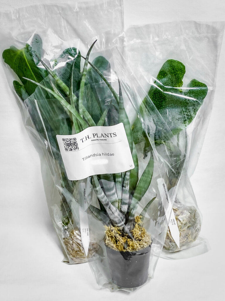 オキボタMarch購入品