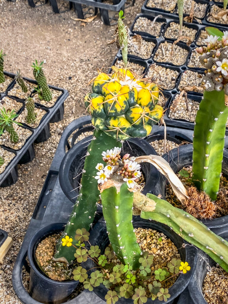 サボテン団地24時間耐久一般公開Special