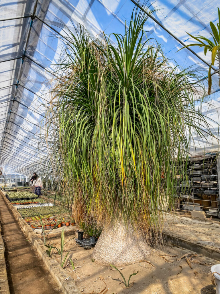 サボテン団地24時間耐久一般公開Special