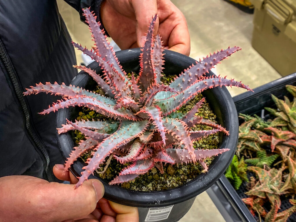 オキボタMarch：アロエ・ワイリーコヨーテ