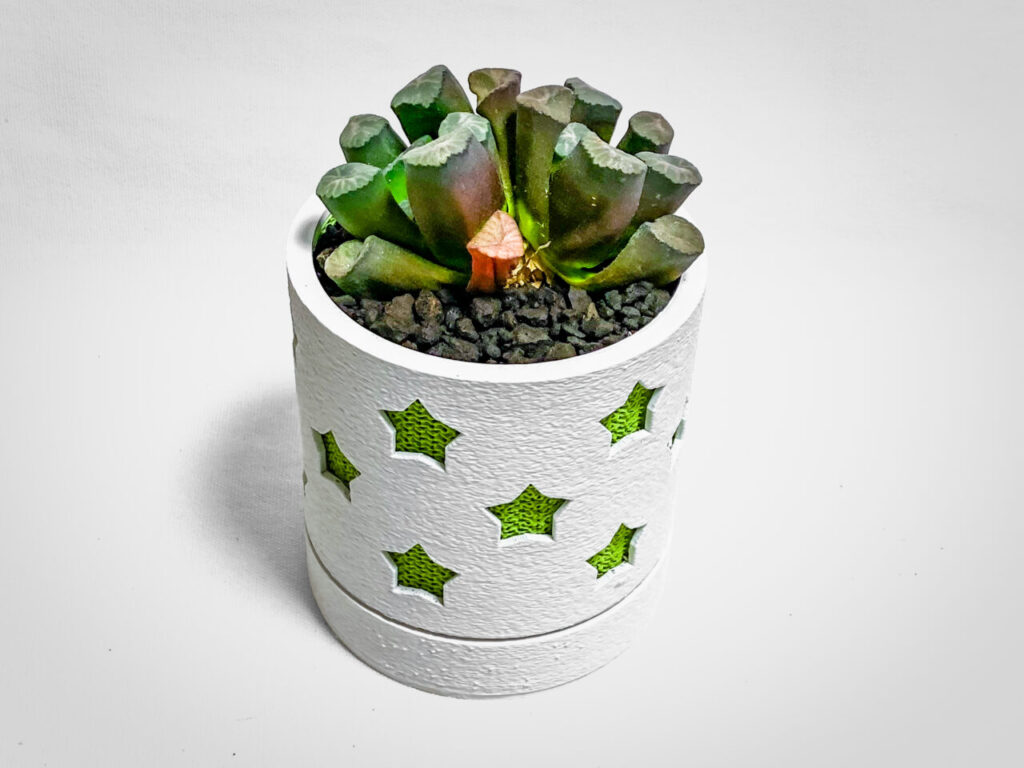 ハオルチア・万象