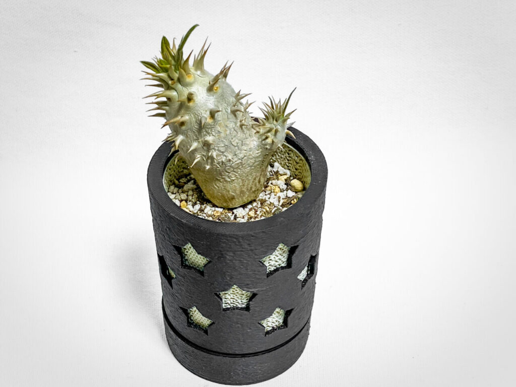 パキポディウム・エニグマチカム