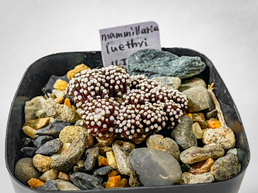 ビザールファームスプリングフェス購入品:マミラリア・ルエッティ