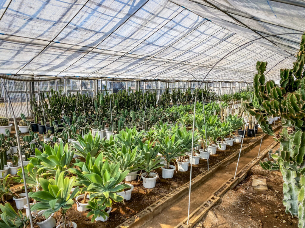 サボテン団地24時間耐久一般公開Special