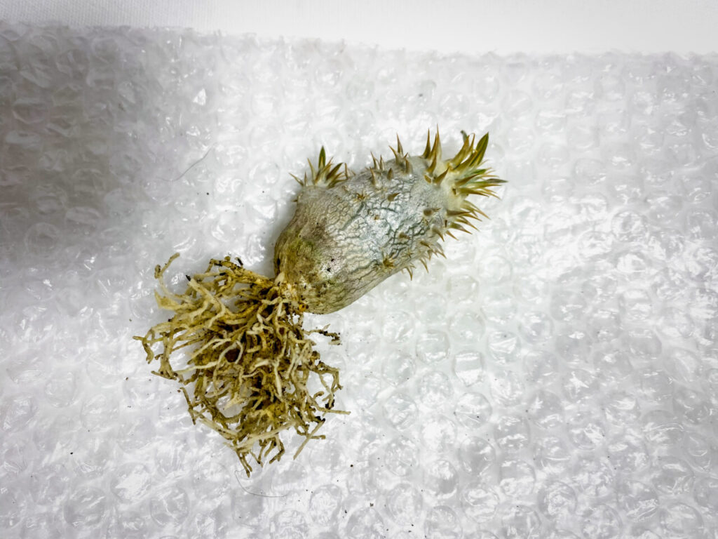 パキポディウム・エニグマチカム