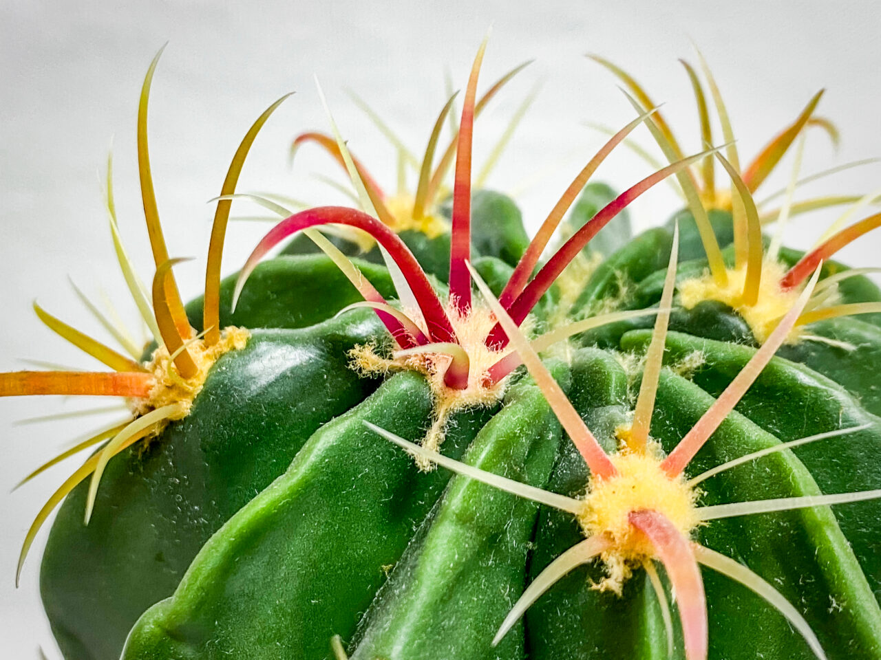 フェロカクタス・ヒノデマル