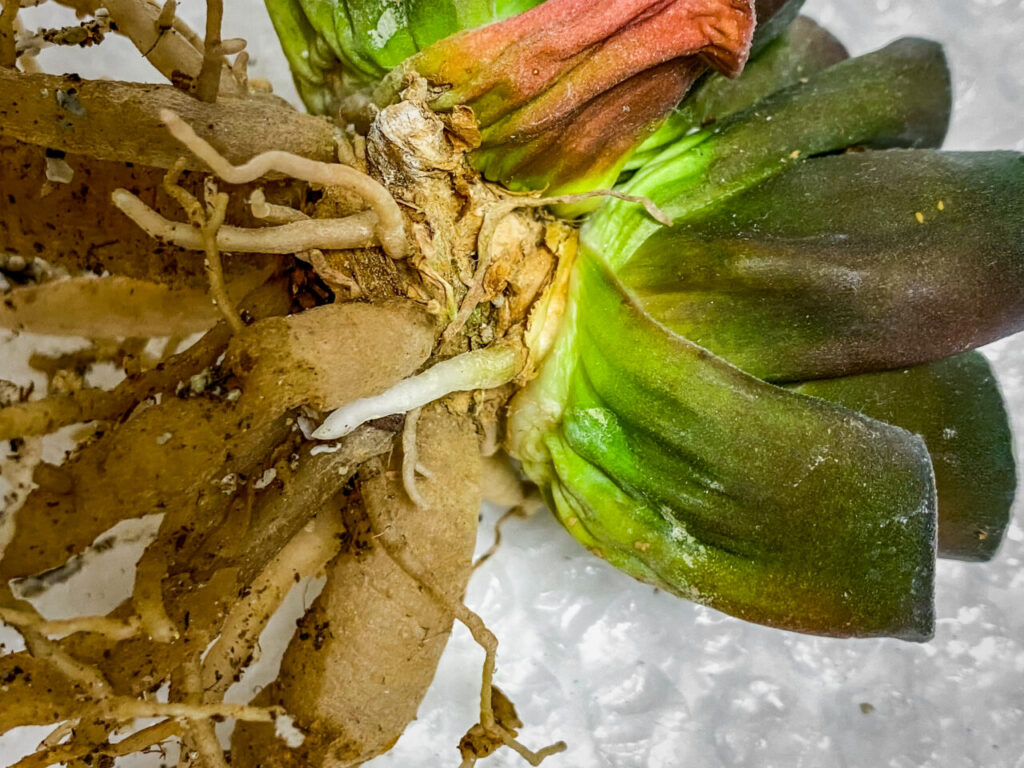 ハオルチア・万象