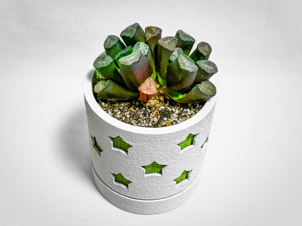 ハオルチア・万象