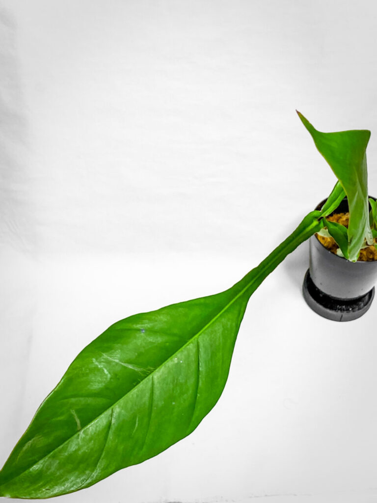 オキボタMarch購入品：フィロデンドロンMIX