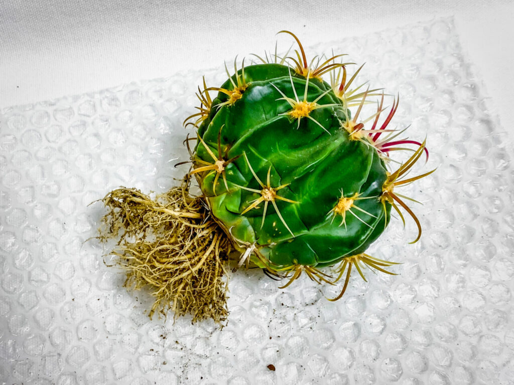 フェロカクタス・ヒノデマル