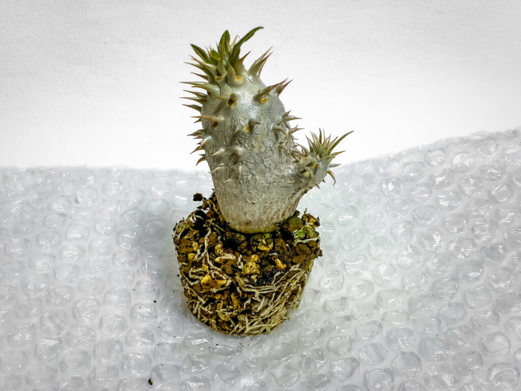 パキポディウム・エニグマチカム