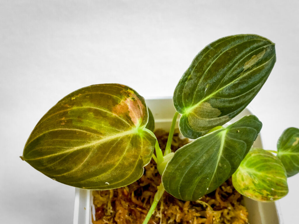 オキボタMarch購入品：フィロデンドロンMIX