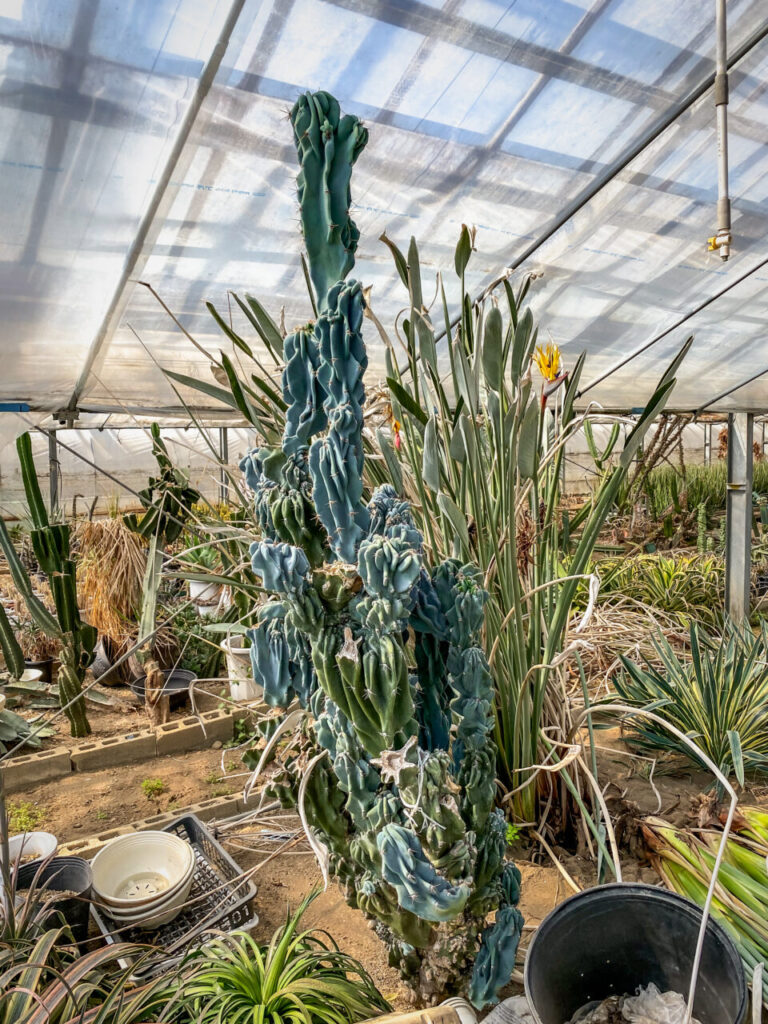 サボテン団地24時間耐久一般公開Special