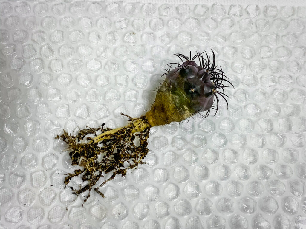 コピアポア・グリセオビオラセア