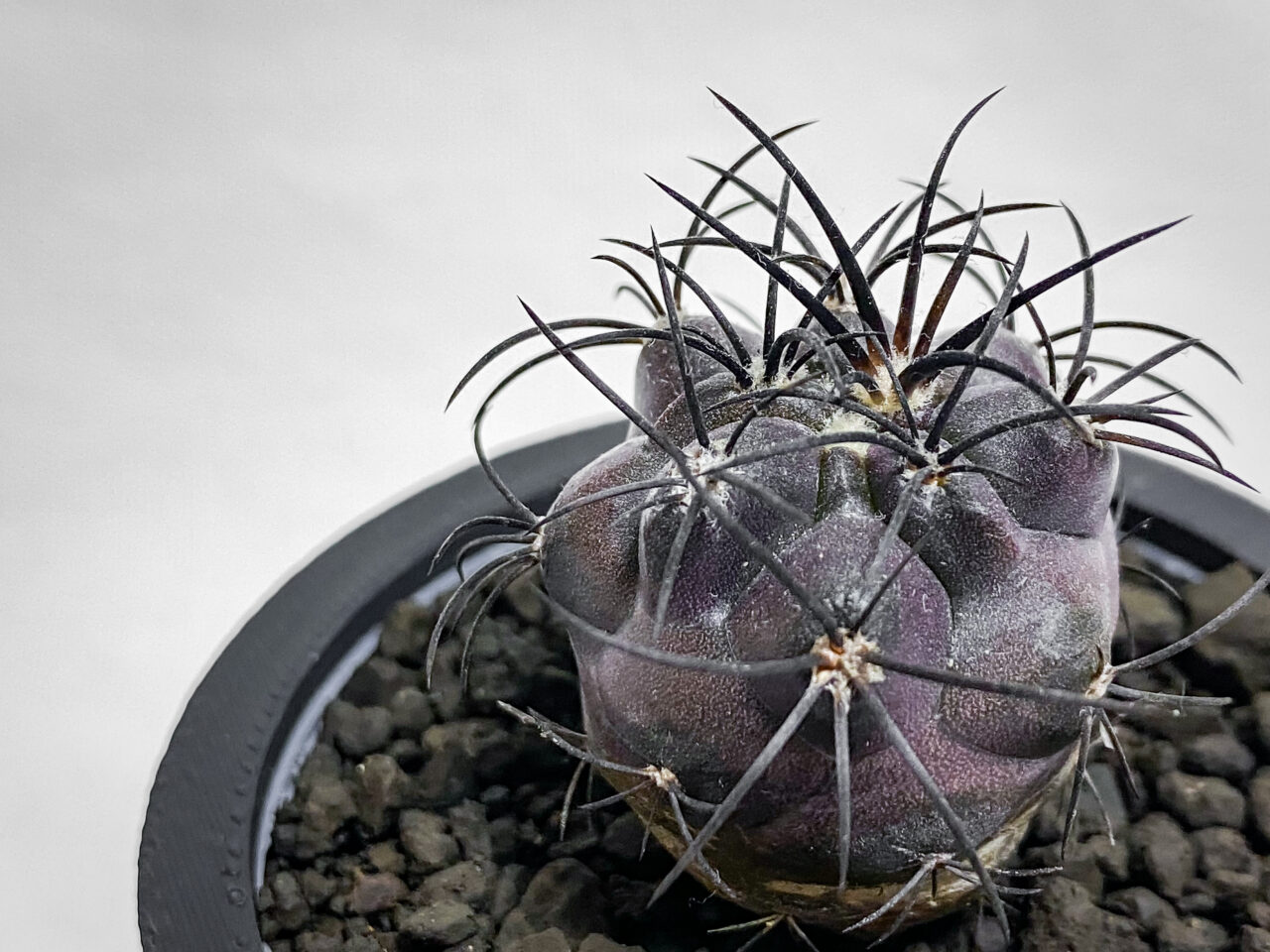 コピアポア・グリセオビオラセア