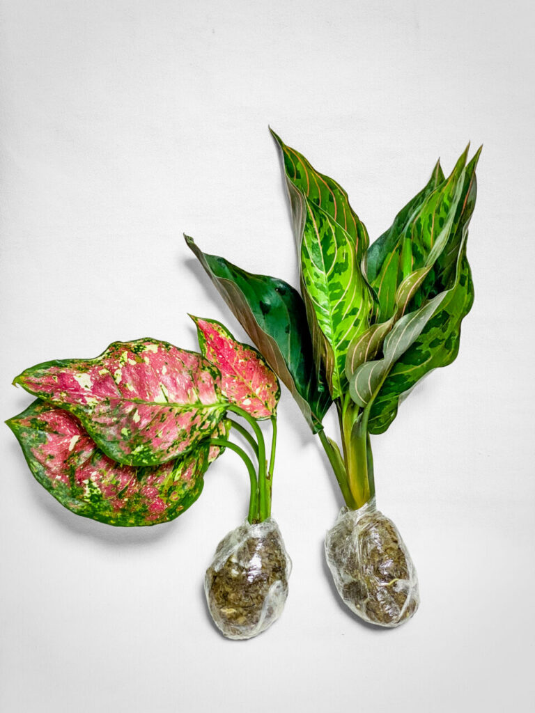 オキボタスプリング購入品:アグラオネマ