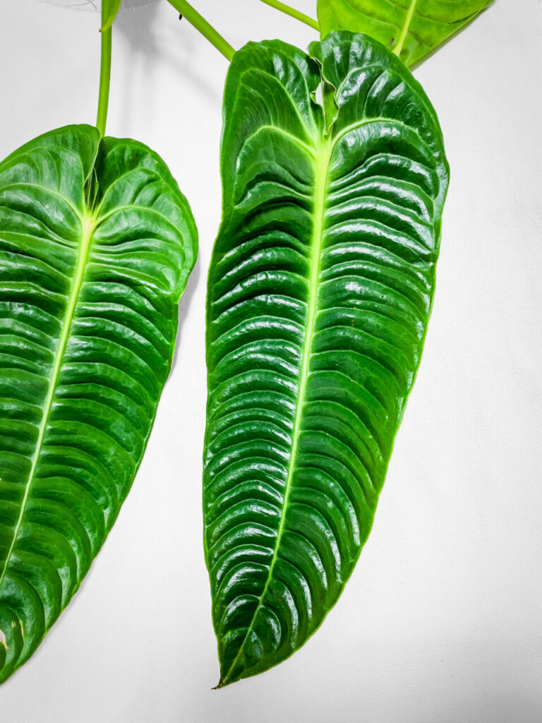 オキボタスプリング購入品:アンスリウム・ベイチー