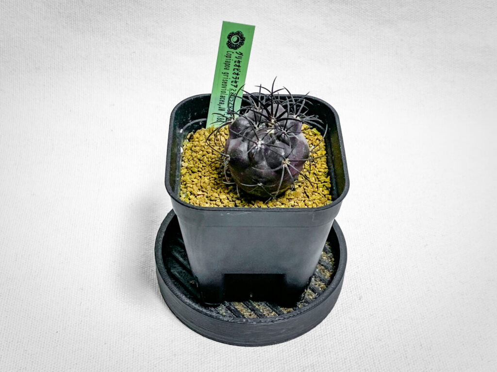 コピアポア・グリセオビオラセア