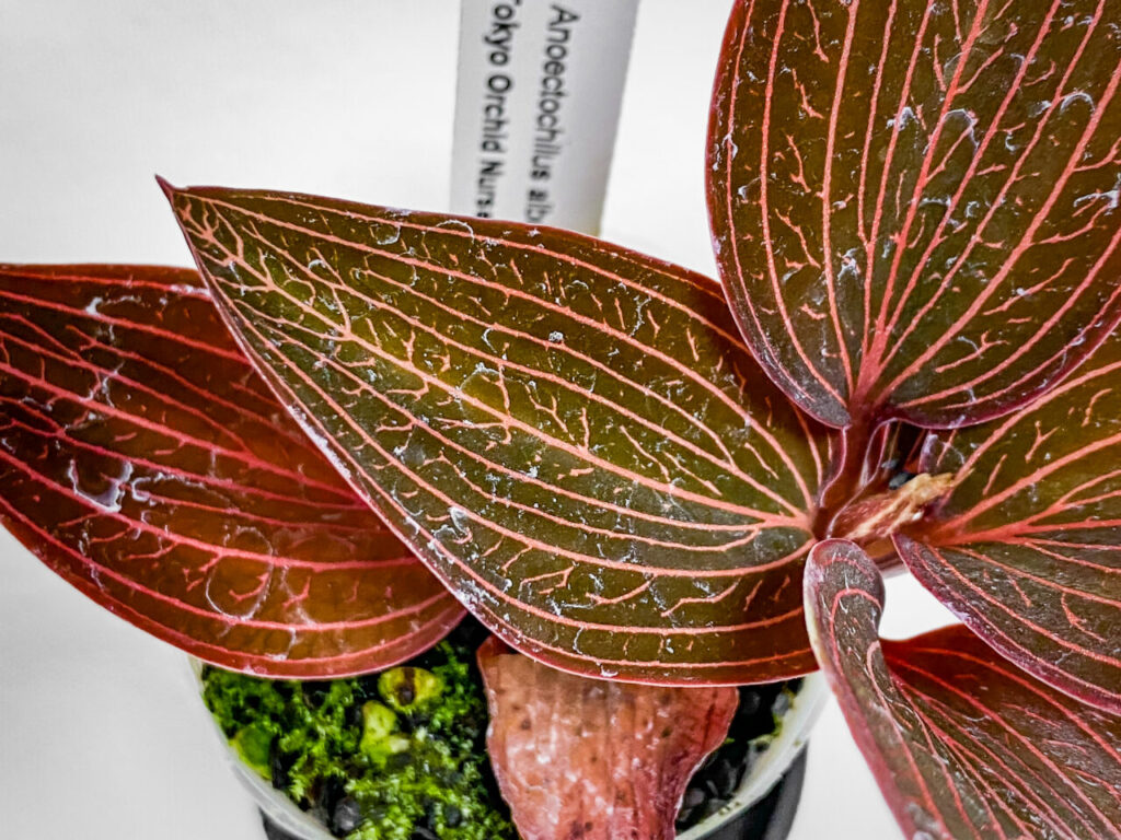 オキボタスプリング購入品:アネクトキルス・アルボリネアータス