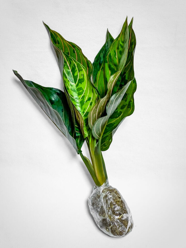 オキボタスプリング購入品:アグラオネマ・レッドアーミー