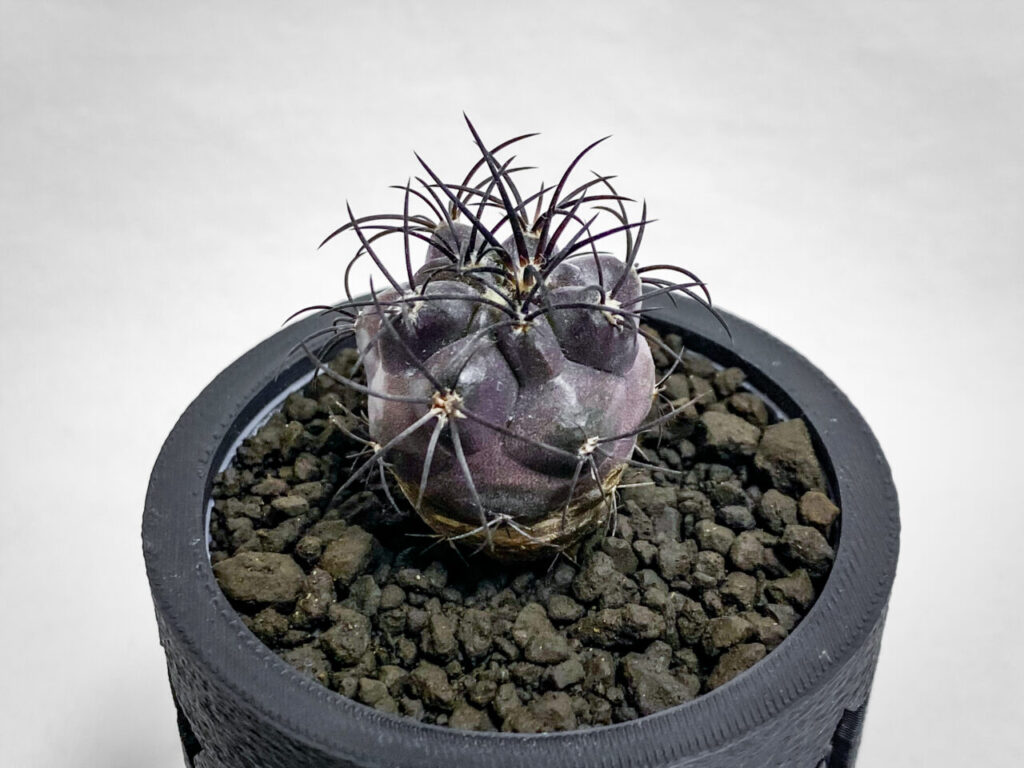 コピアポア・グリセオビオラセア