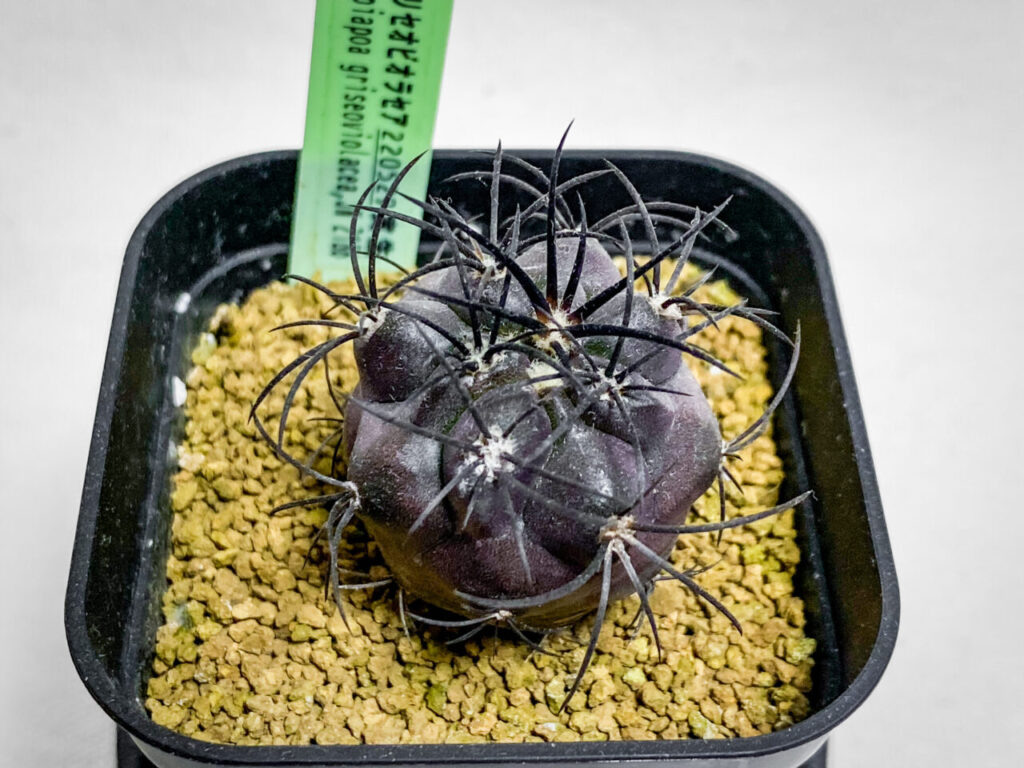 コピアポア・グリセオビオラセア