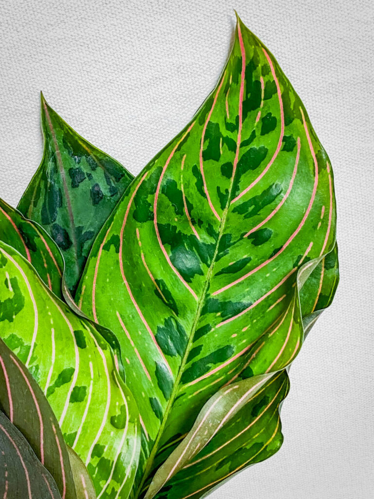 オキボタスプリング購入品:アグラオネマ・レッドアーミー