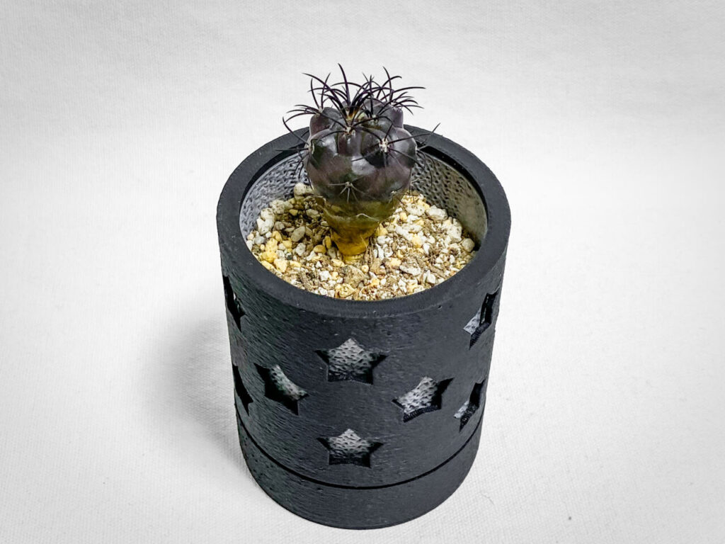 コピアポア・グリセオビオラセア