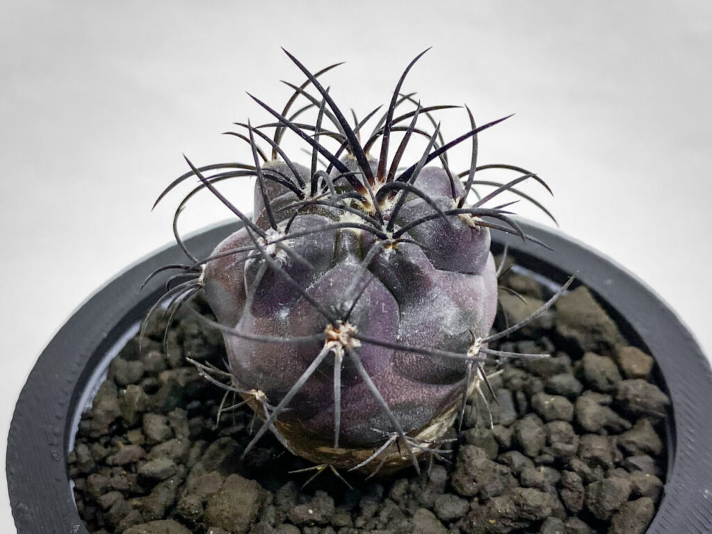 コピアポア・グリセオビオラセア